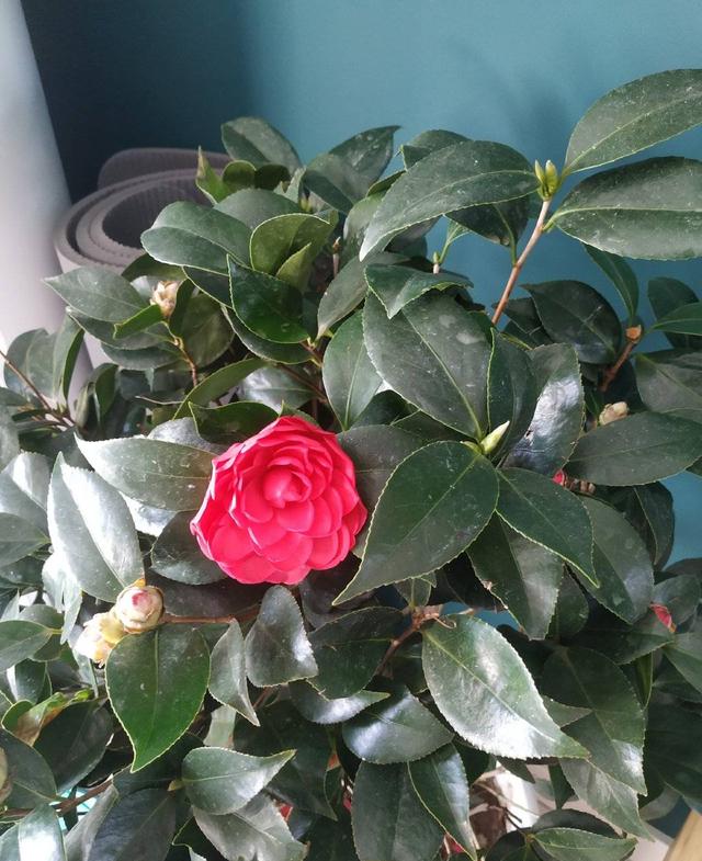养茶花，做“3点”，满头花苞，花朵大又艳，开成“大花树”