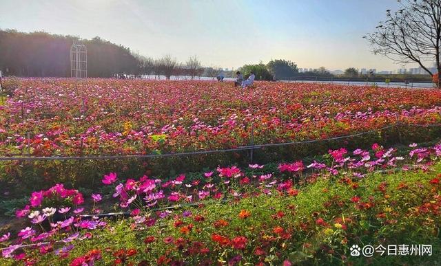 赏花正当时！惠州这些花海欢迎你……