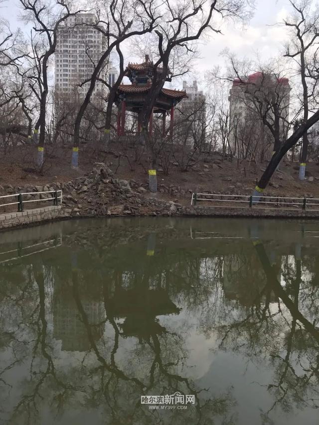 哈市园林春整深入推进，已修剪树木19万株，清理绿地356万平方米