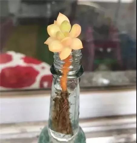 水培瓶里撒点这个，花草10年不黄叶，长疯了