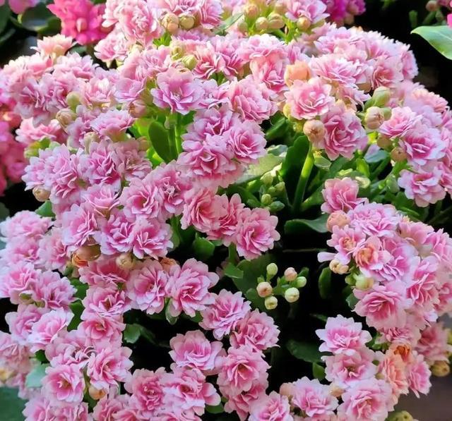 这10种“健康花”，有些寓意好，有些吸毒杀菌，都很漂亮