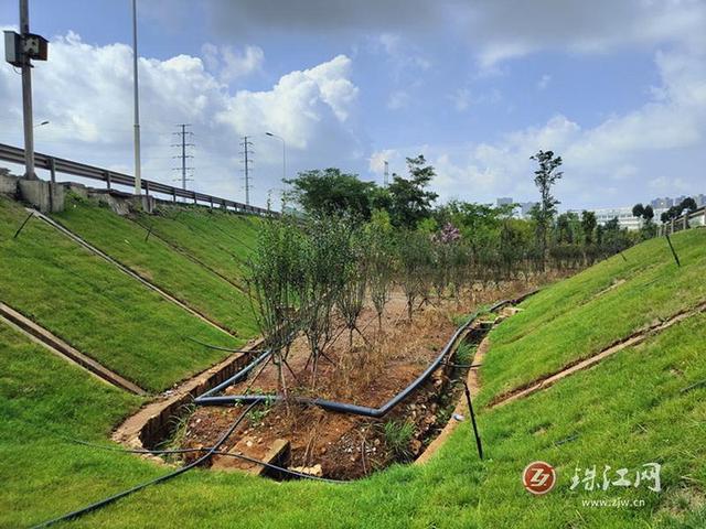 麒麟城管：增绿量提品质 建设绿美麒麟