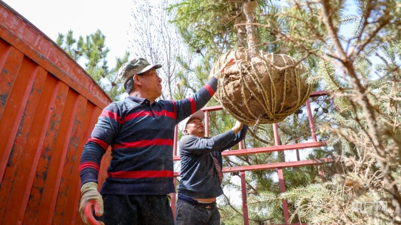 甘肃民乐绿化苗木起运 春季植树造林全面开启