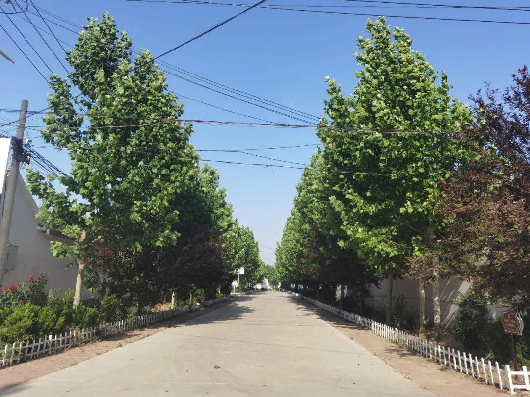 济南市园林和林业绿化局来商验收2021年市级绿化示范村