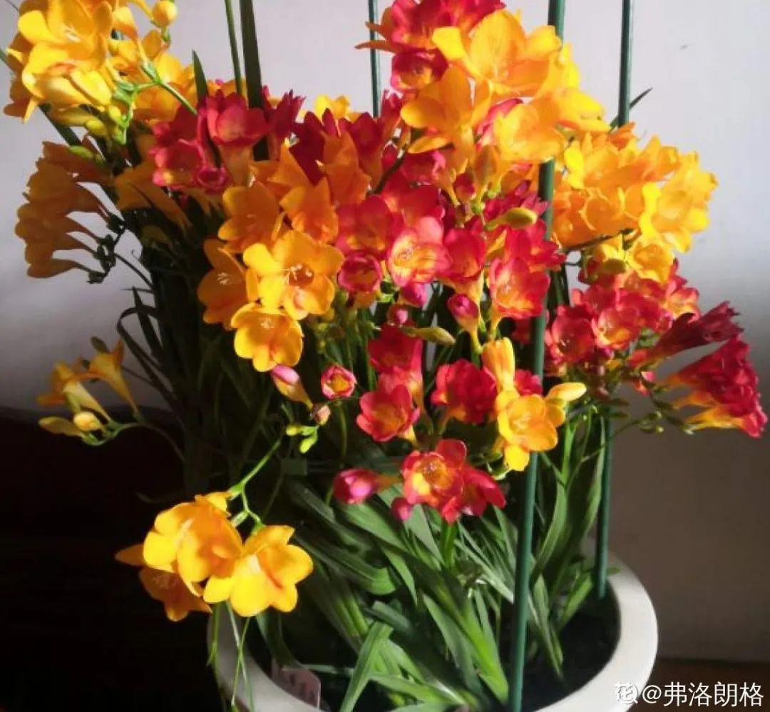 冬天在家养香水花，越冷越香，但是卧室里不要放
