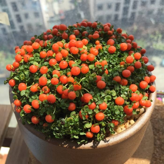 挂满果实的3种花，能看花能观果，好看又好养​