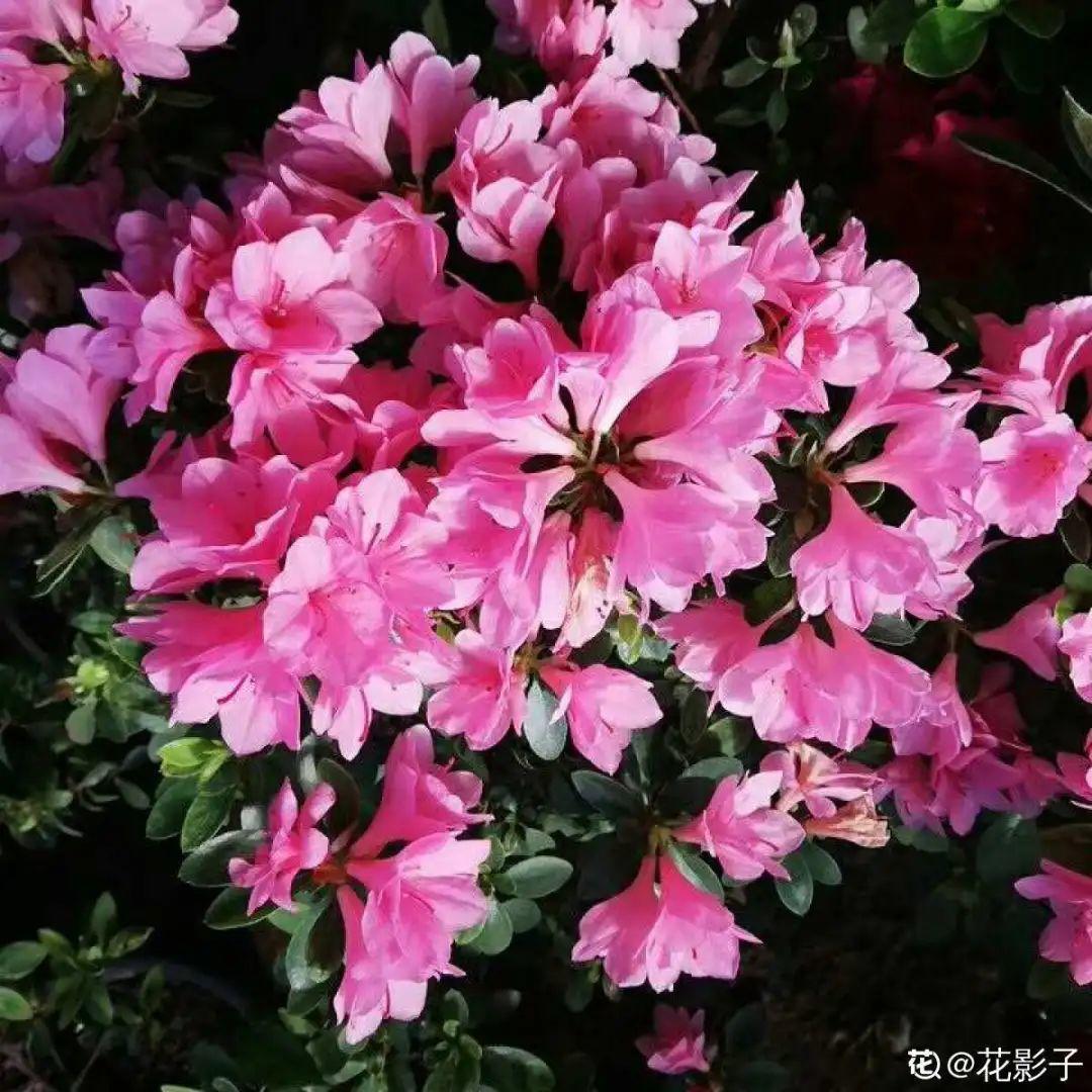 花期超长的花，1盆能开半年，果然名不虚传