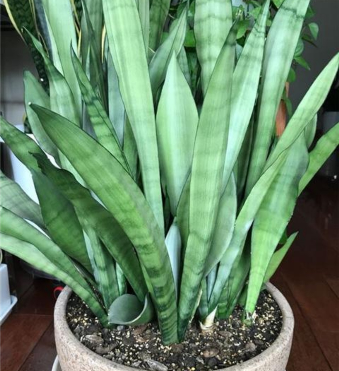 春天养虎皮兰，花盆里埋“1种肥”，植株长得旺，大量冒新芽