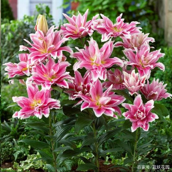 百合鲜切花太贵，何不自己种？超简单，种一次年年开花