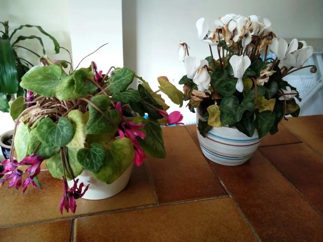 8种“矫情”年宵花，干不得，浇不得，十有八九养不好