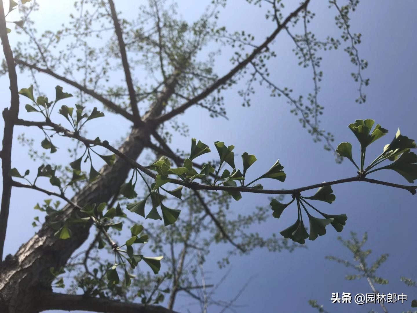 苗木衰弱、长势不好，怎么办？把握秋季黄金期让苗木焕发新生机