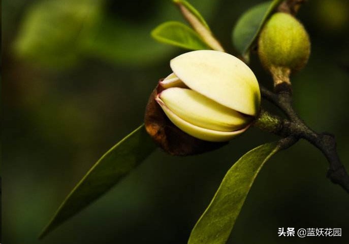 含笑一株香满屋，做好这5点，含笑花长的旺开花多
