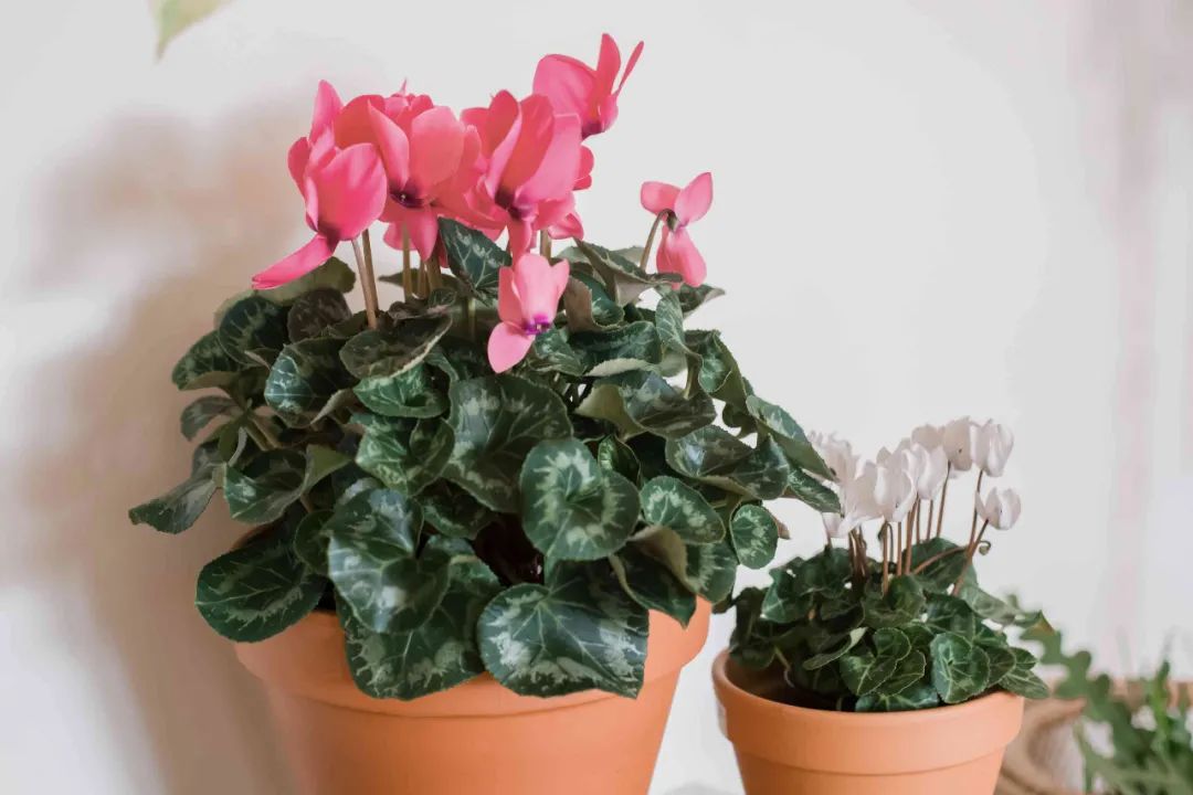 10月过后，仙客来盆栽开始大规模上市，如何将它养成多年生植物