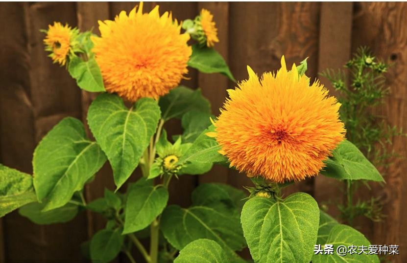 1种迷你“向日葵”，又美又“萌”，适合盆栽养，种下50天就开花