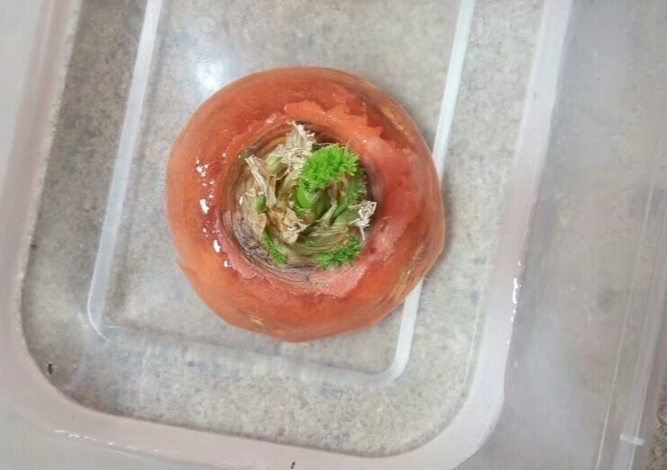 吃完的菜根切下来，埋土里就冒芽，以后不用买菜了