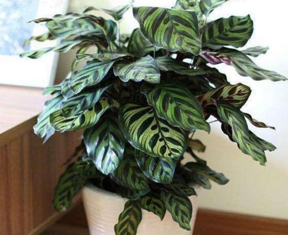 盘点8种“彩叶植物”,叶形优美,色泽亮丽,比花还要美 盘点8种“彩叶植物”,叶形优美,色泽亮丽,比花还要美