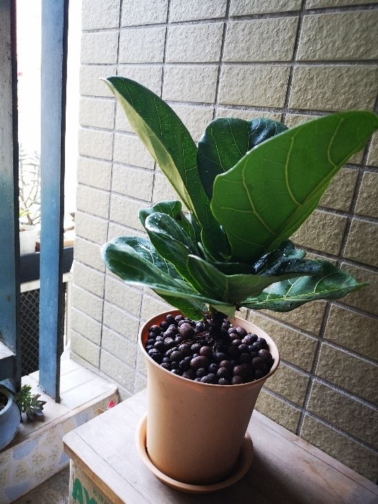 网红植物琴叶榕，听说好看不好养，真的是这样吗？
