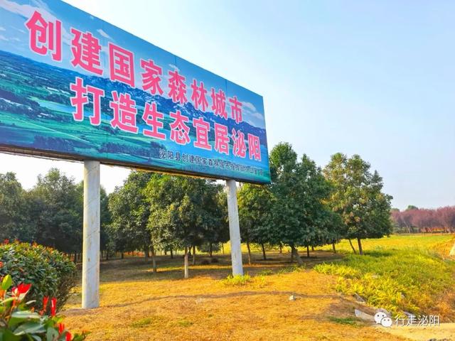 漂亮!铜山乡一个村满树都是“红灯笼”! 漂亮!铜山乡一个村满树都是“红灯笼”!