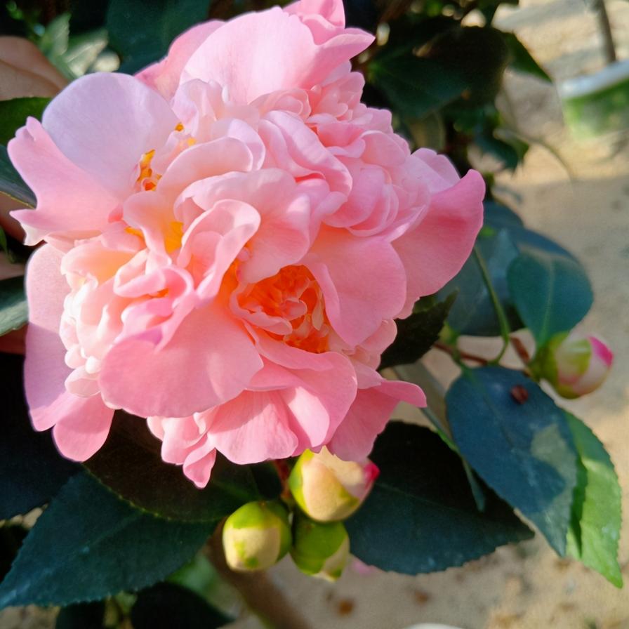 芬芳扑鼻的香茶花，这3个品种好，你家里有吗？