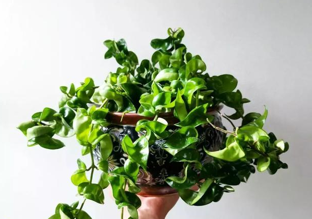 中伏天培育植物，多注意这4方面，花叶成长速度不受限制