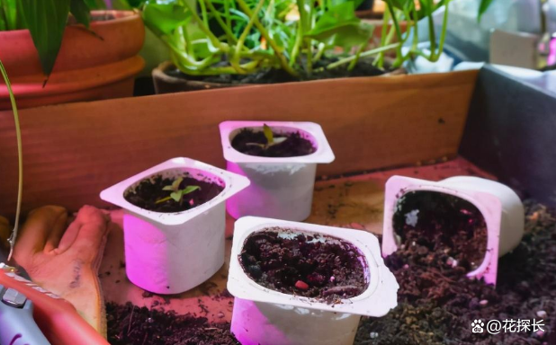 这5种“盆”不适合养花，难怪养啥都长势不好，趁早扔了吧