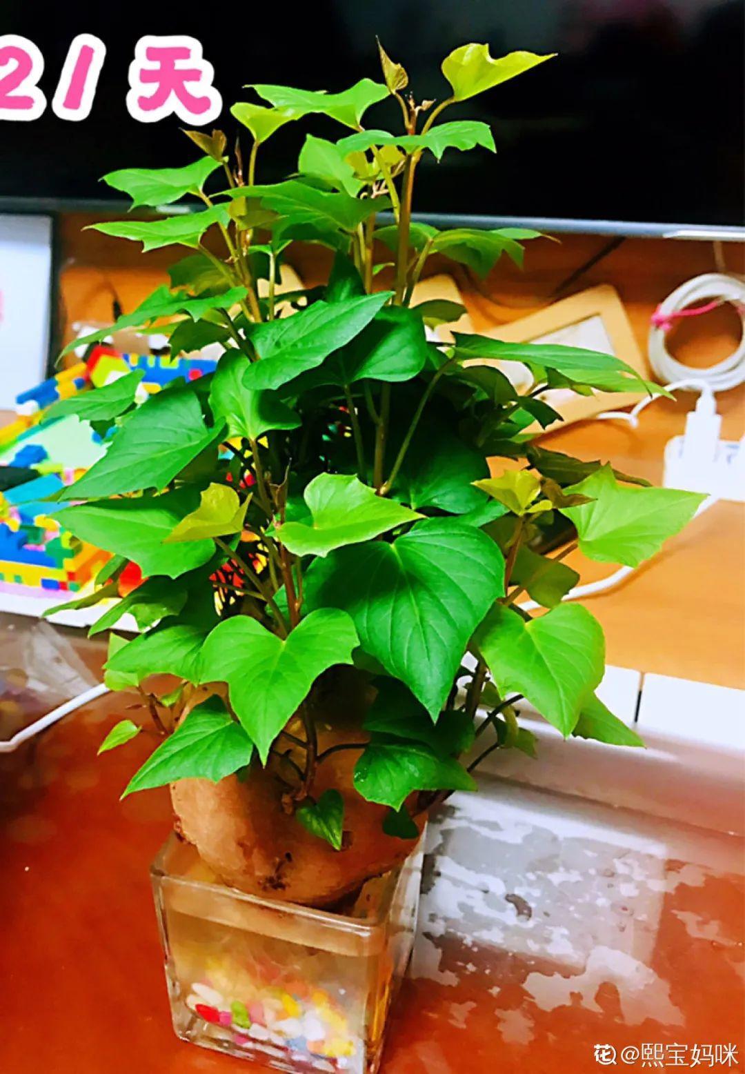 吃完的菜根切下来，埋土里就冒芽，以后不用买菜了
