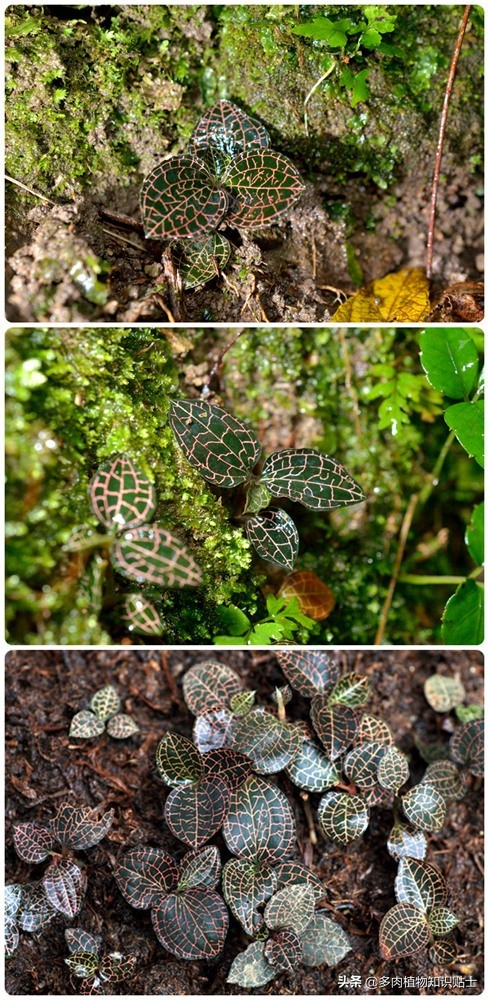 以华丽的叶脉闻名植物界，这就是金线莲