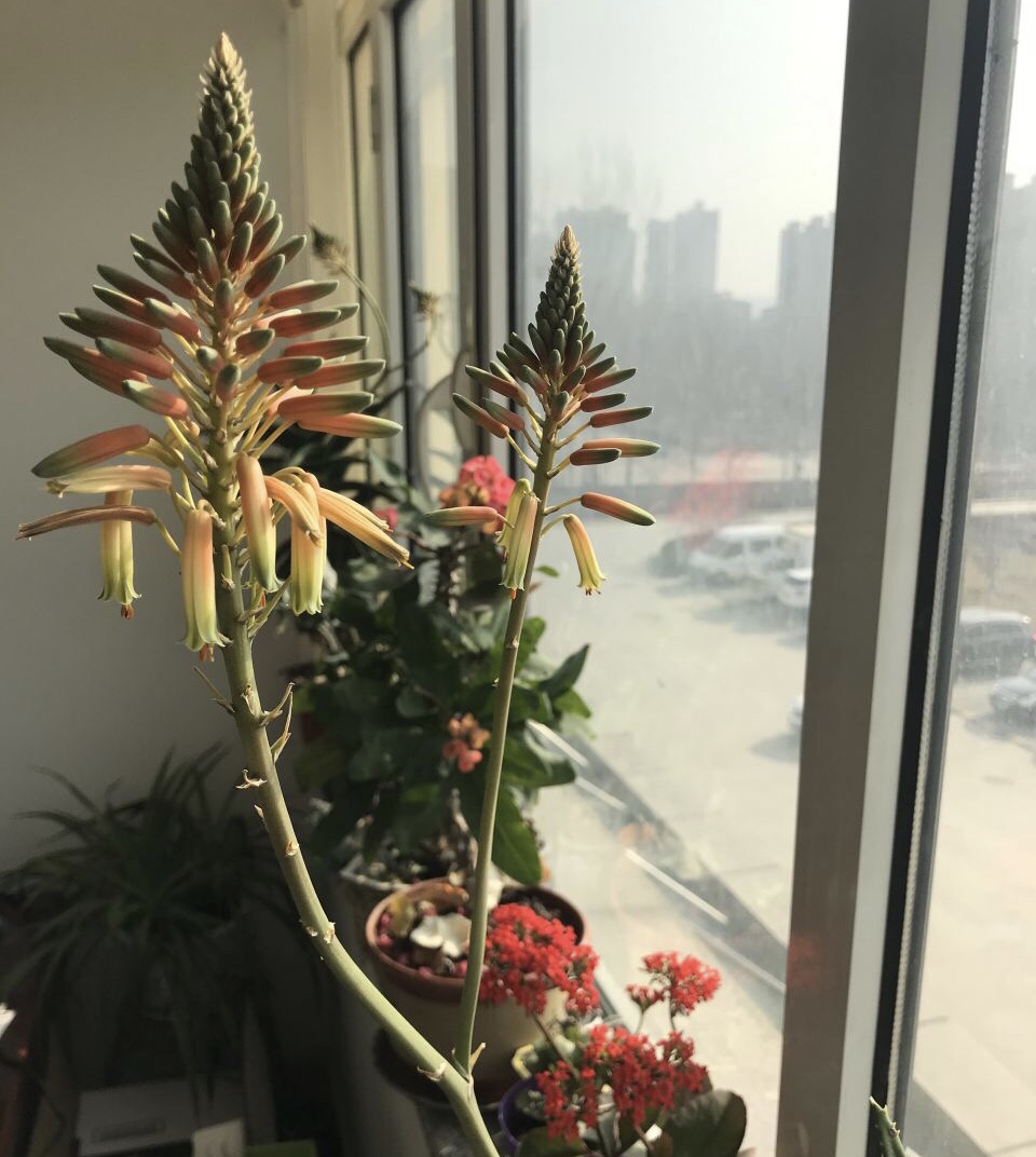 木立芦荟不长了，脱了花盆才发现问题，赶紧用大盆栽