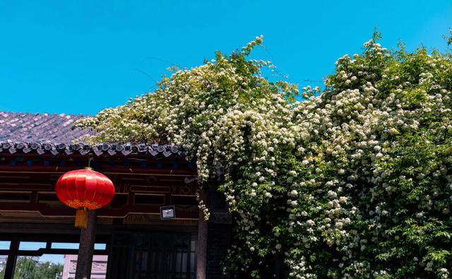 花卉霸主木香花，房子都能爬满了，比桂花都香，唯美又浪漫