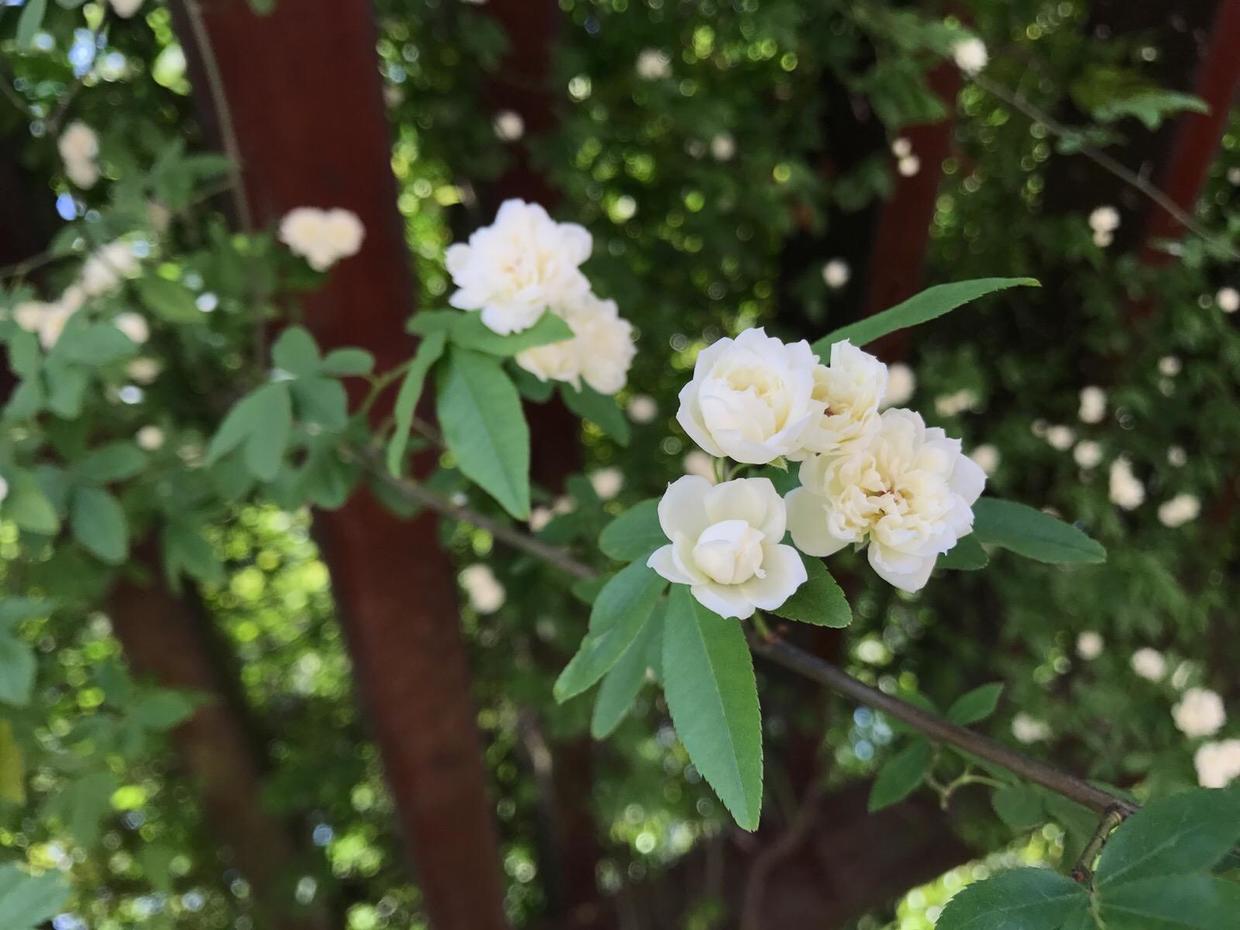 一棵小苗就能爬墙，养了一年满墙白花，生病少花色洁白无瑕