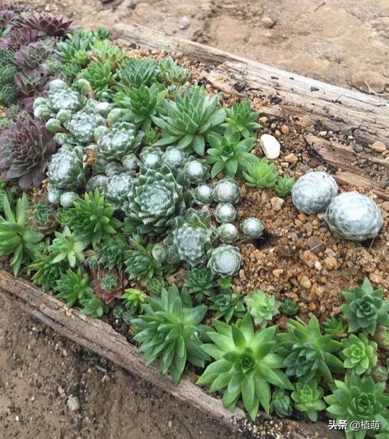 烂木头充分利用，资深花友打造出迷你多肉花园，以后烂木头别丢了