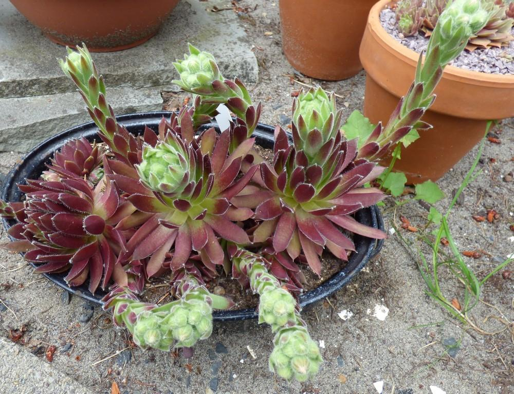 开完花就挂掉的几种植物，很多人养，有些容易繁殖，有的寿命特长