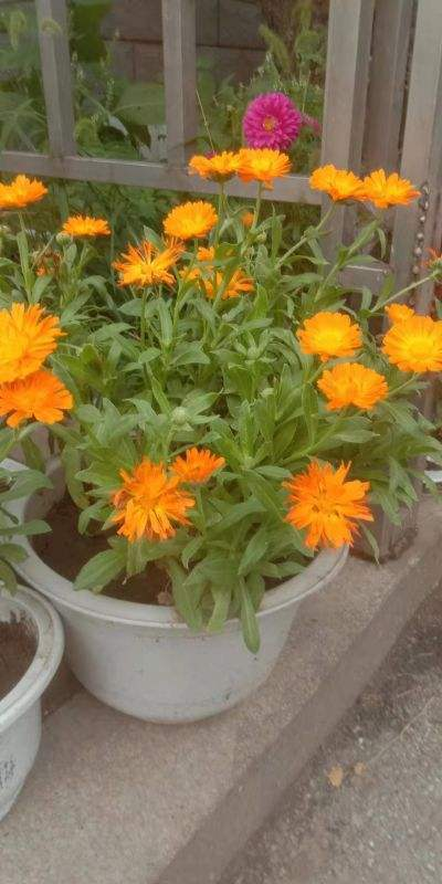 学会金盏花的养护技巧,在家也能轻松种植,太好看了 学会金盏花的养护技巧,在家也能轻松种植,太好看了