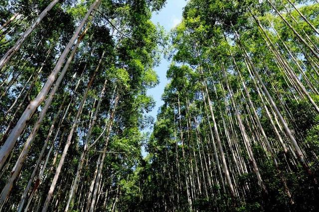 喜讯！景林公司引种驯化的两种尾巨桉获省级良种审定