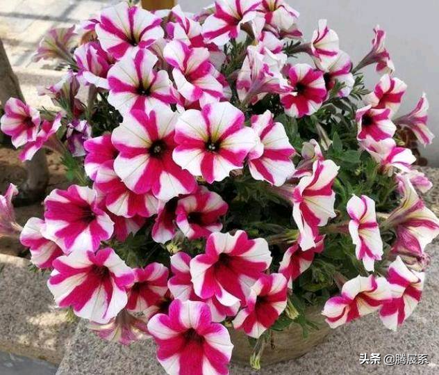 这几款花卉养在家里，好养开花量大，特别容易爆棚，美成花园