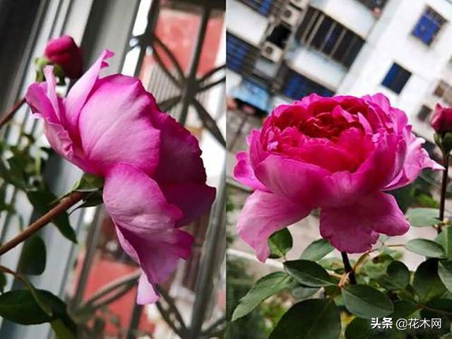 这月季又香又美，花瓣渐变，比牡丹美比桂花香，养一盆室内生香