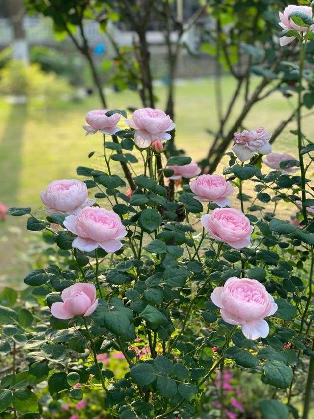 月季花界的“女神”—瑞典女王，又美又仙，四季花开，你值得拥有