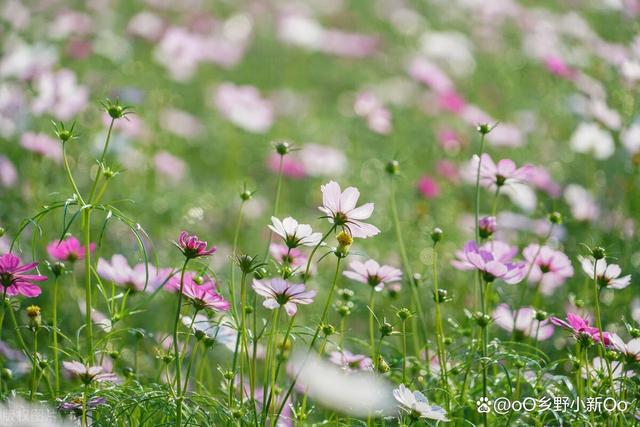 花卉养护误区：常见的养花错误和如何避免它们