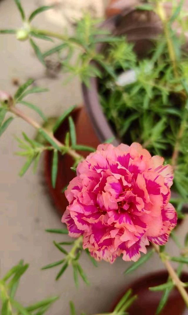 秋天的太阳花，试试两种养护方法，几天就有变化，花量明显增多