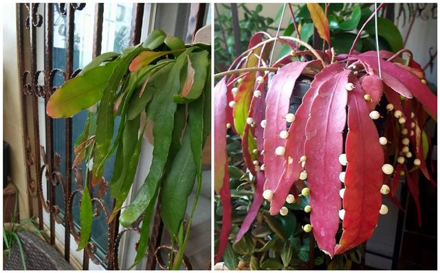 垂吊植物界的“天花板”—丝苇，耐阴好养活，观叶、赏花还能观果