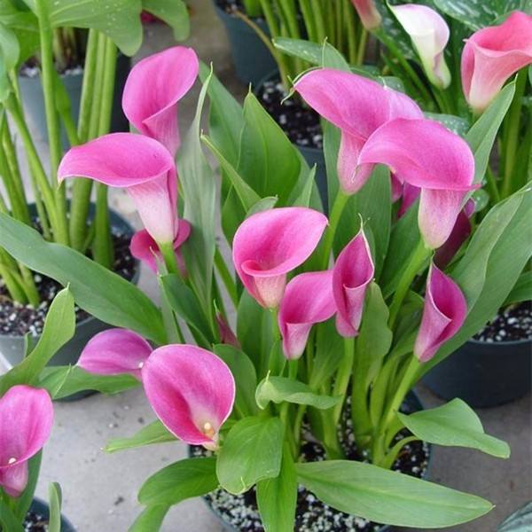 4类“种球花”，花期在春天，成片种更美丽