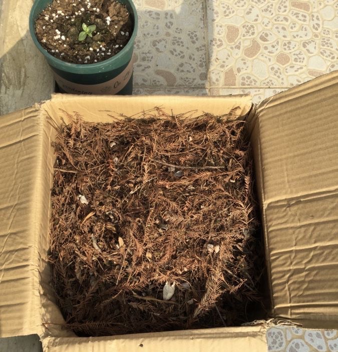松针怎么养花？有3种方法，盆土更肥沃了，花草旺盛