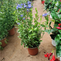 4种漂亮花“性子怪”，天气越热越开花，适合“虐着养”，别心软