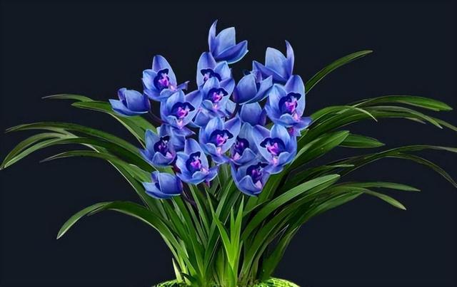 醉玲珑兰花突然火了，人称最美兰花，开花后兰香浓郁，高雅又大气