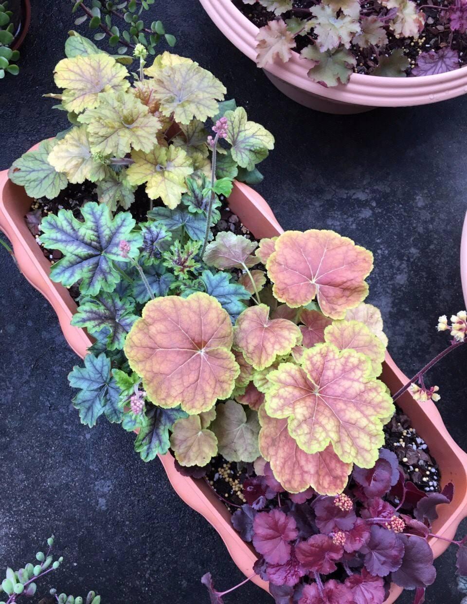 这3种花贼耐寒，2个月后就能开花，不用担心冬天没有花赏了