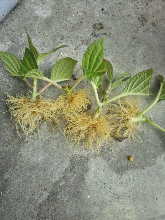 扦插不长根，试试5种生根水，泡一泡，10天长出大白根！