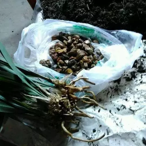 换盆不修根，等于白换，再换也不管用