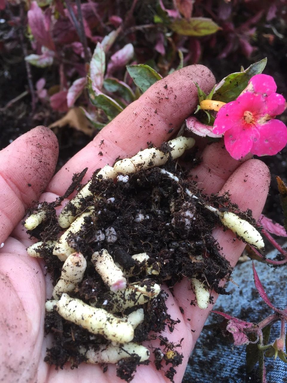 耐阴室内开花植物“大家族”，低光照可开花，植株小巧，适合新手