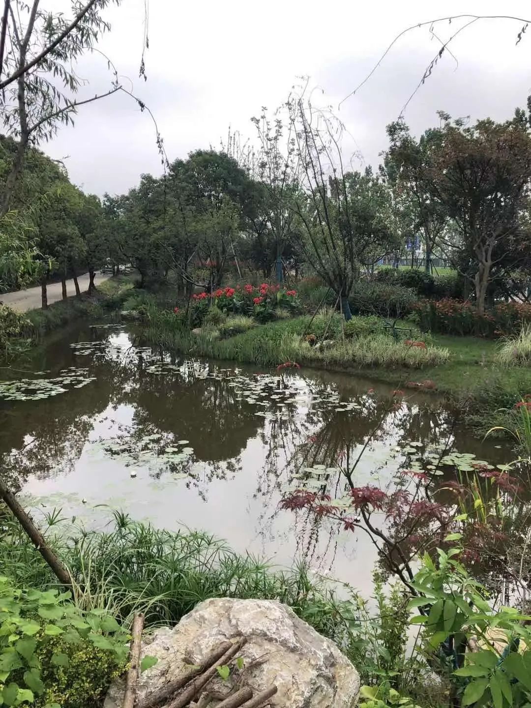 九棵树周边绿化升级了，开放式林地来兜兜？