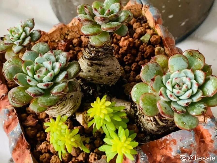 入夏前，10种花要赶紧施肥，不然以后没花看